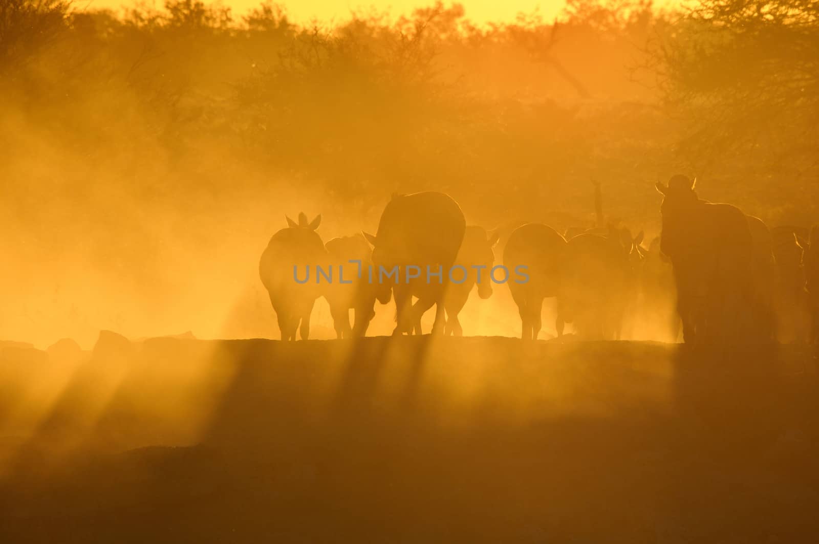 Sunset at the Okaukeujo waterhole, Namibia