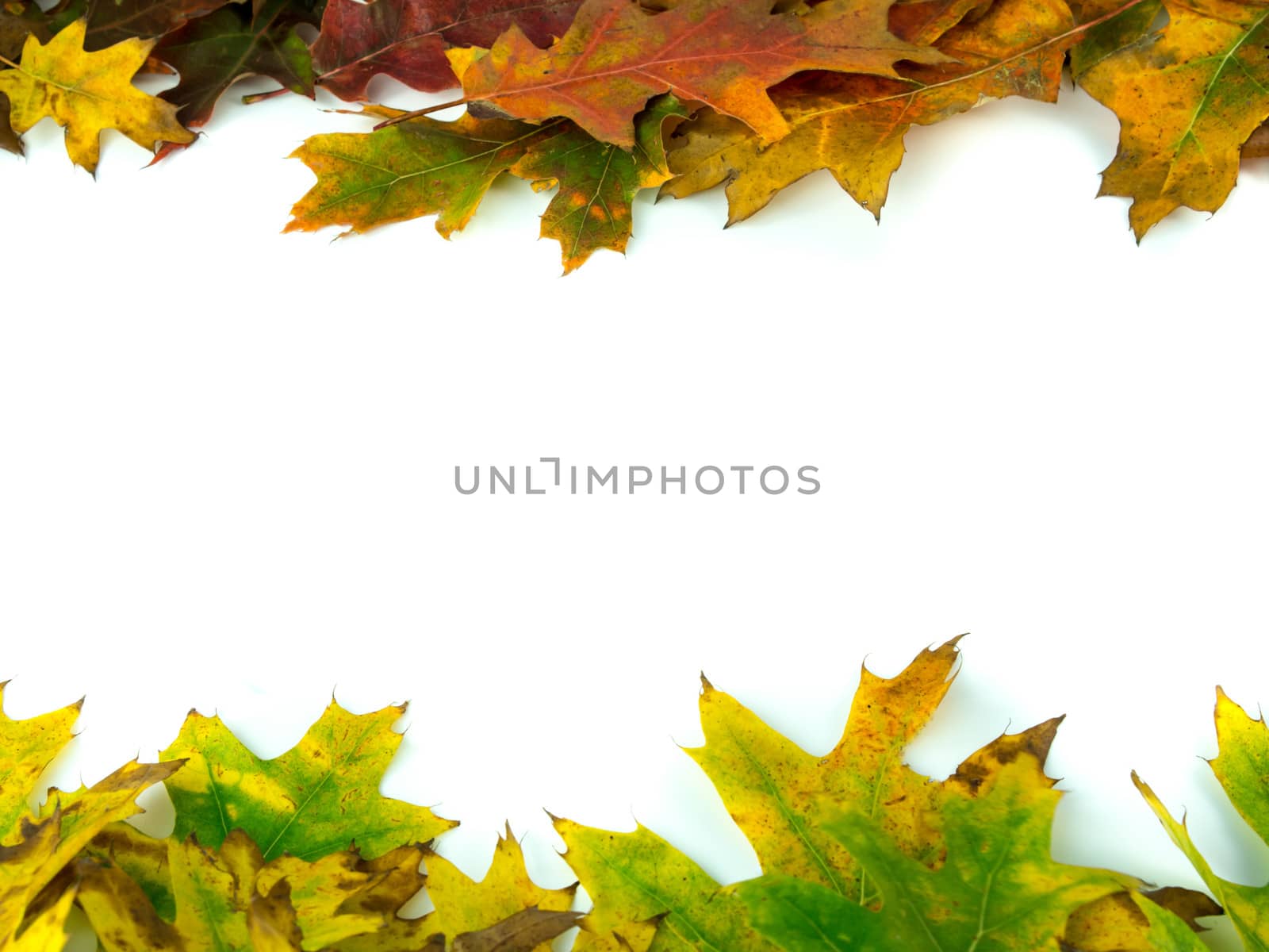 Autumn leaves of a red oak with Copy Space
