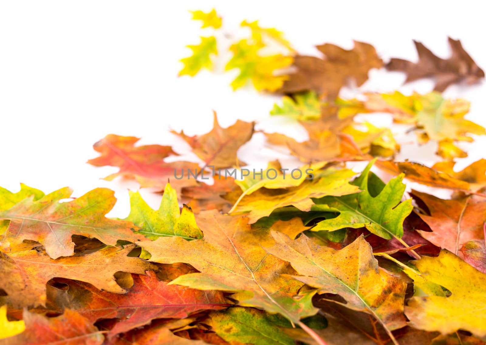 Colorful autumn leaves of a red oak