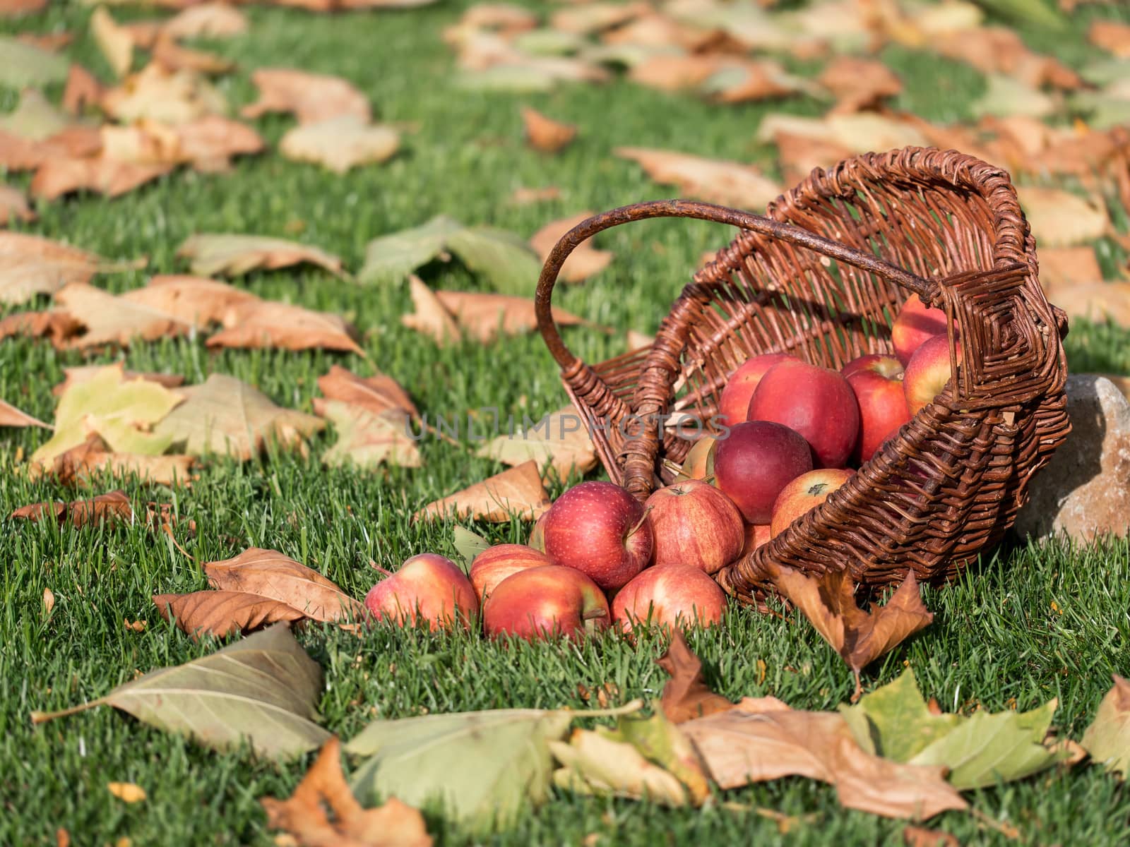 Wicker basket with red apples on a meadow with autumn leaves.