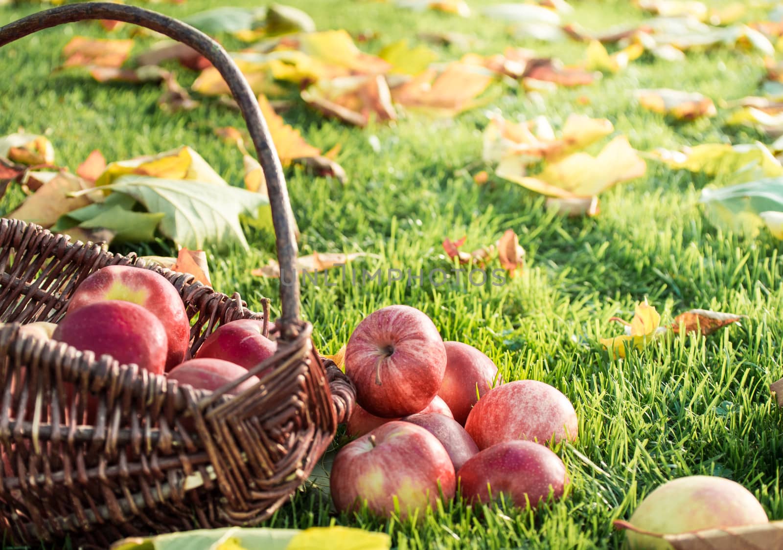 Wicker basket with red apples on a meadow with autumn leaves.