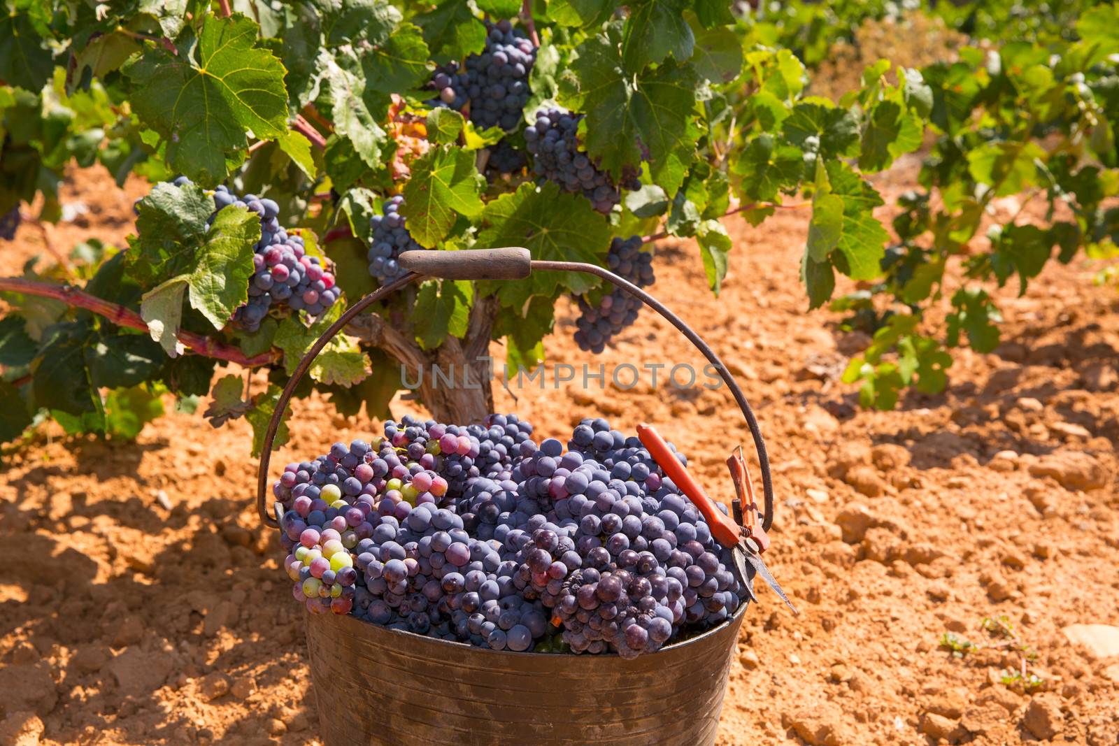 bobal harvesting with wine grapes harvest by lunamarina