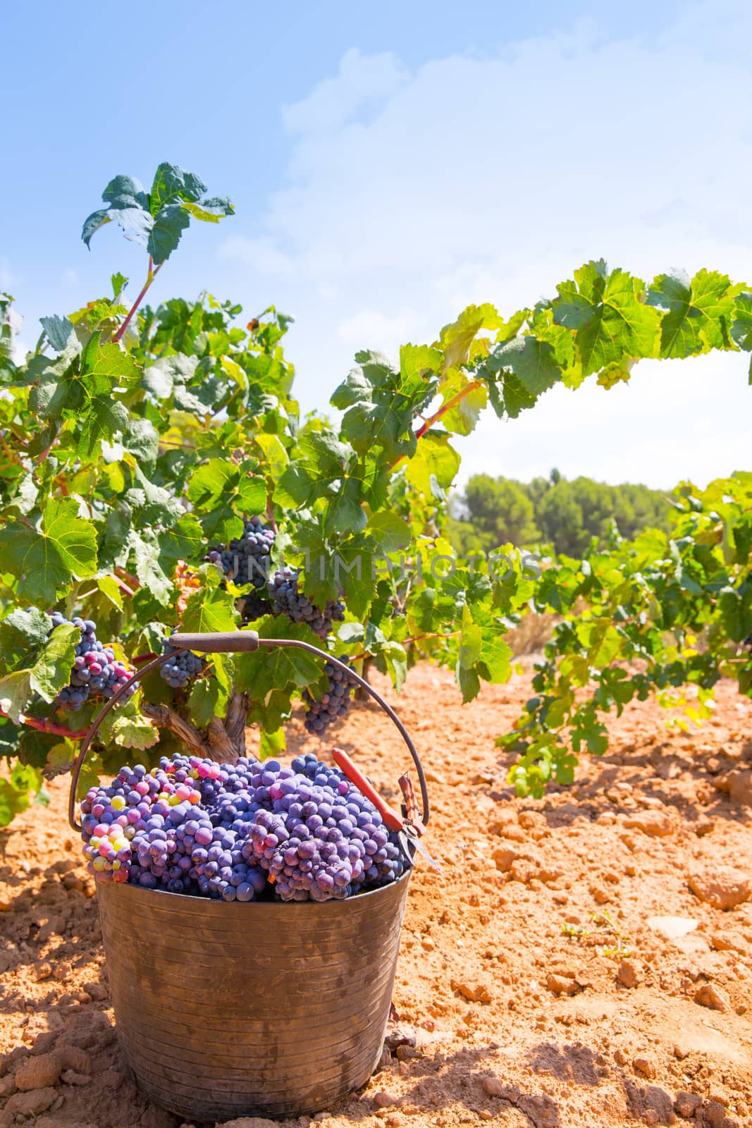 bobal harvesting with wine grapes harvest in Mediterranean