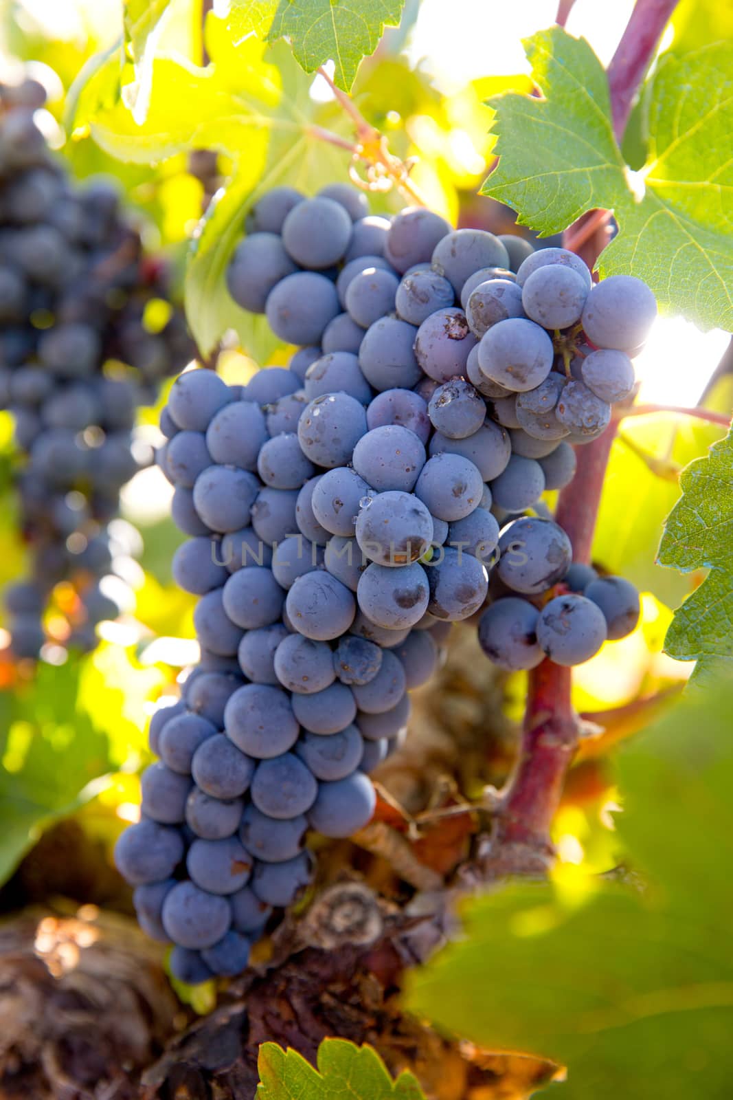 Bobal Wine grapes in vineyard raw ready for harvest by lunamarina