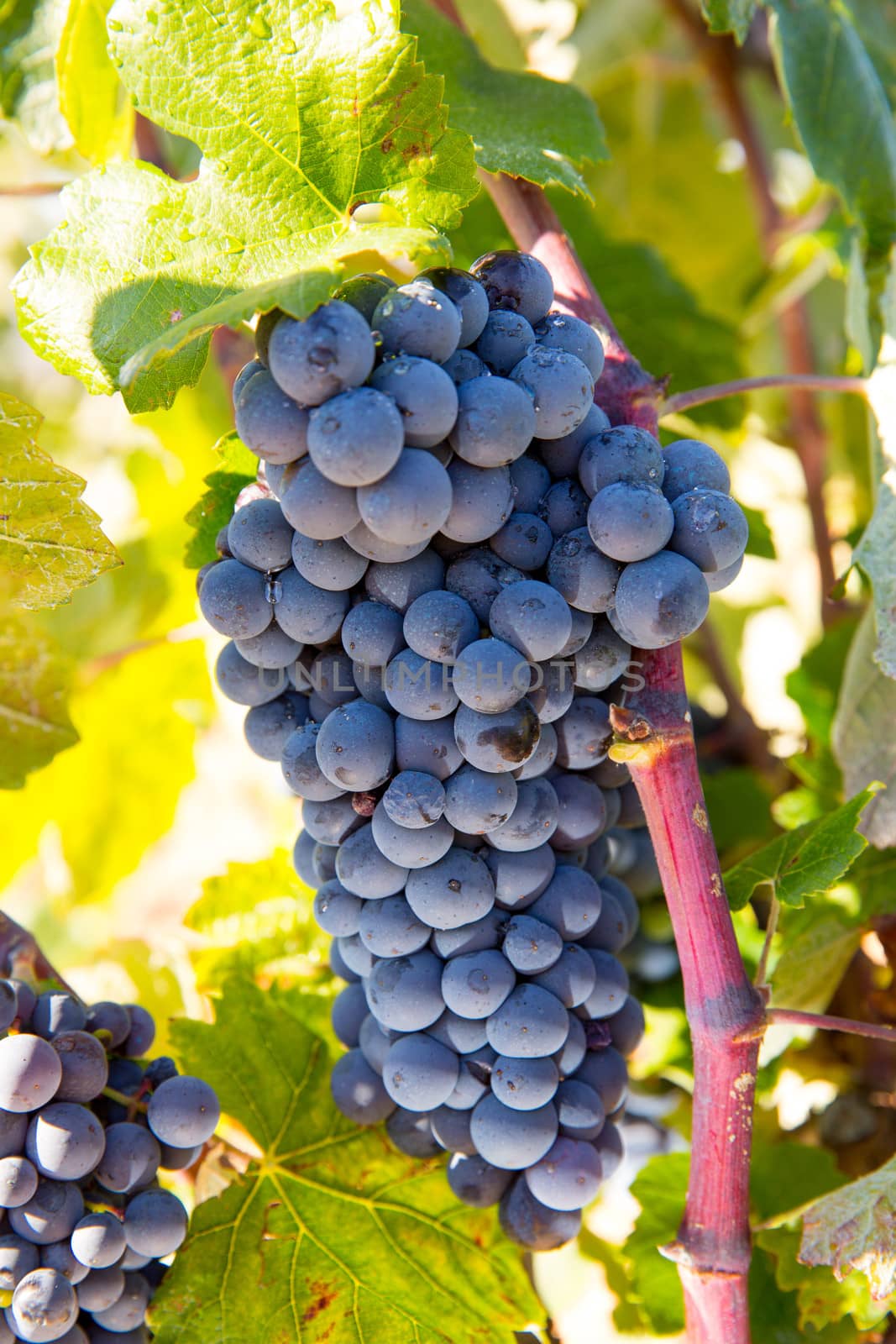 Bobal Wine grapes in vineyard raw ready for harvest by lunamarina