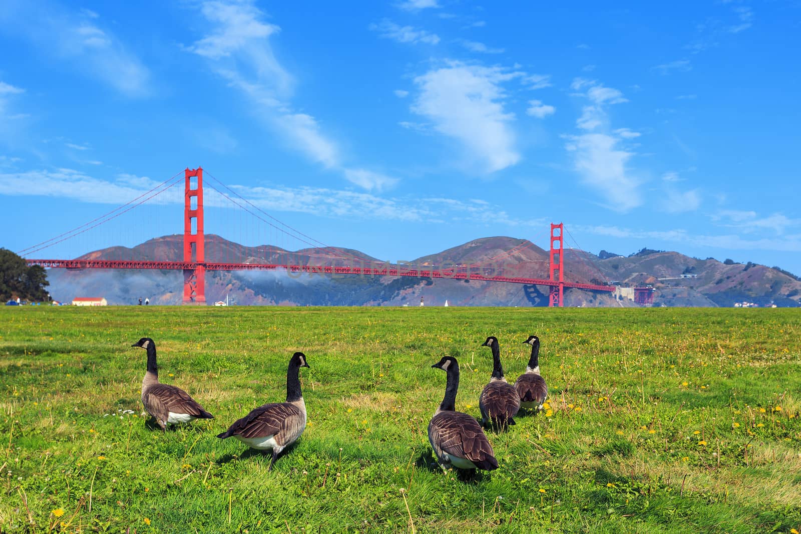 Golden Gate Bridge with gooses on the grass