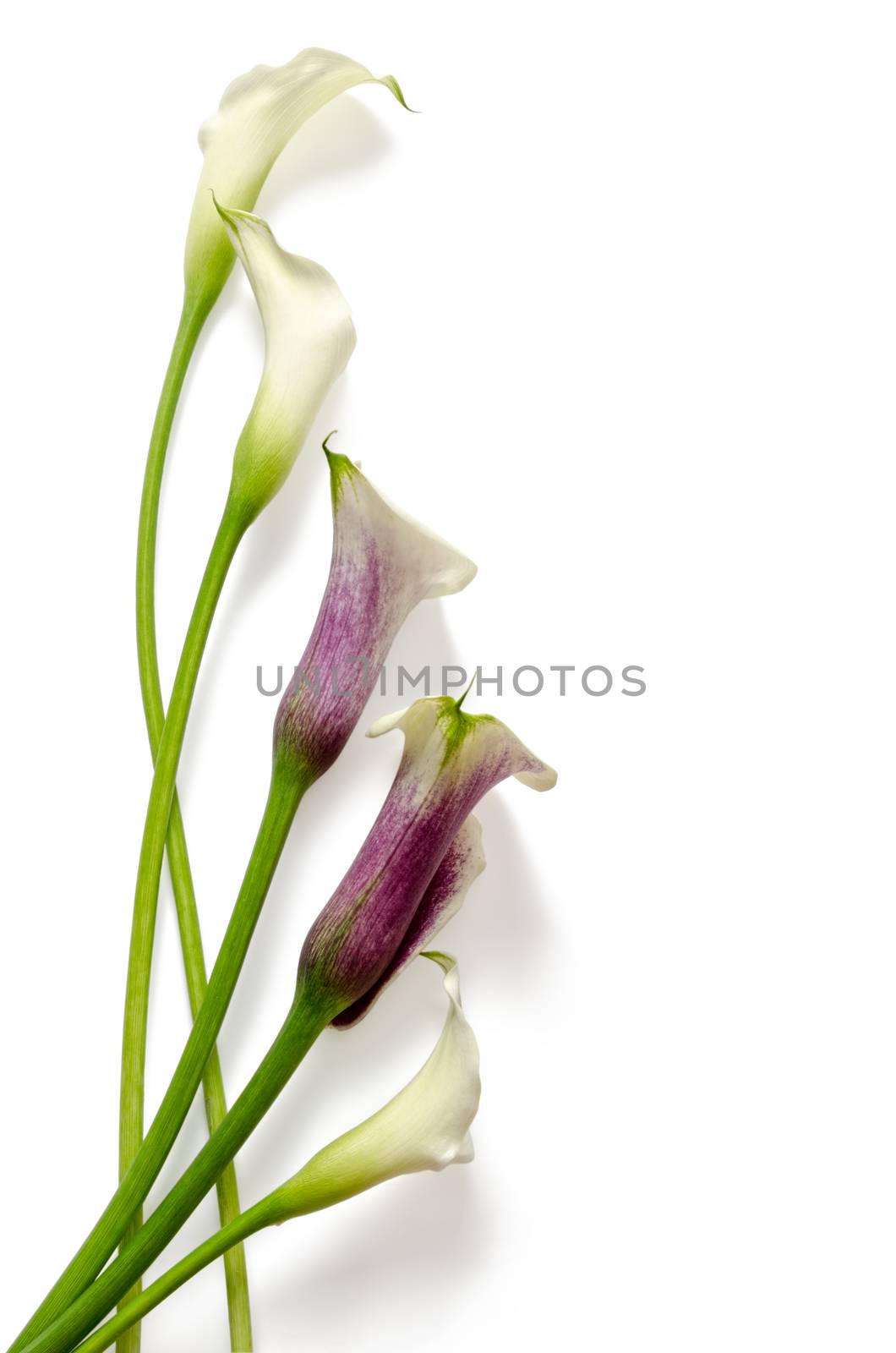 Callas arrangement isolated on white background