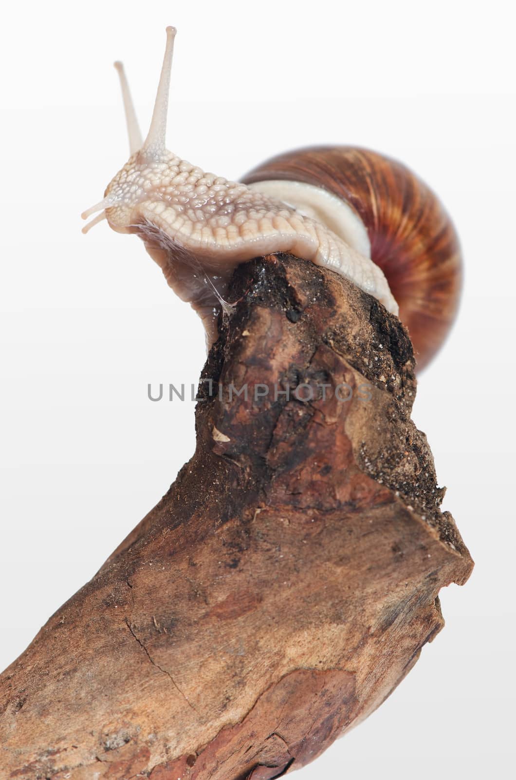 Animal: Snail on a branch by morskaja