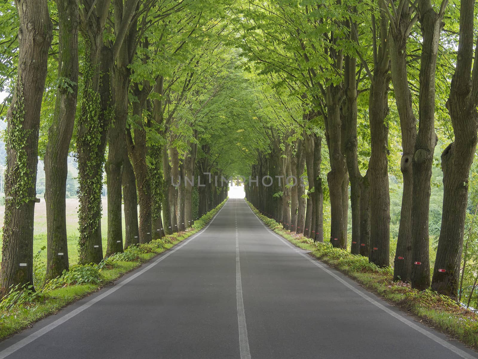 Tree lined country road during a summer day in Tuscany