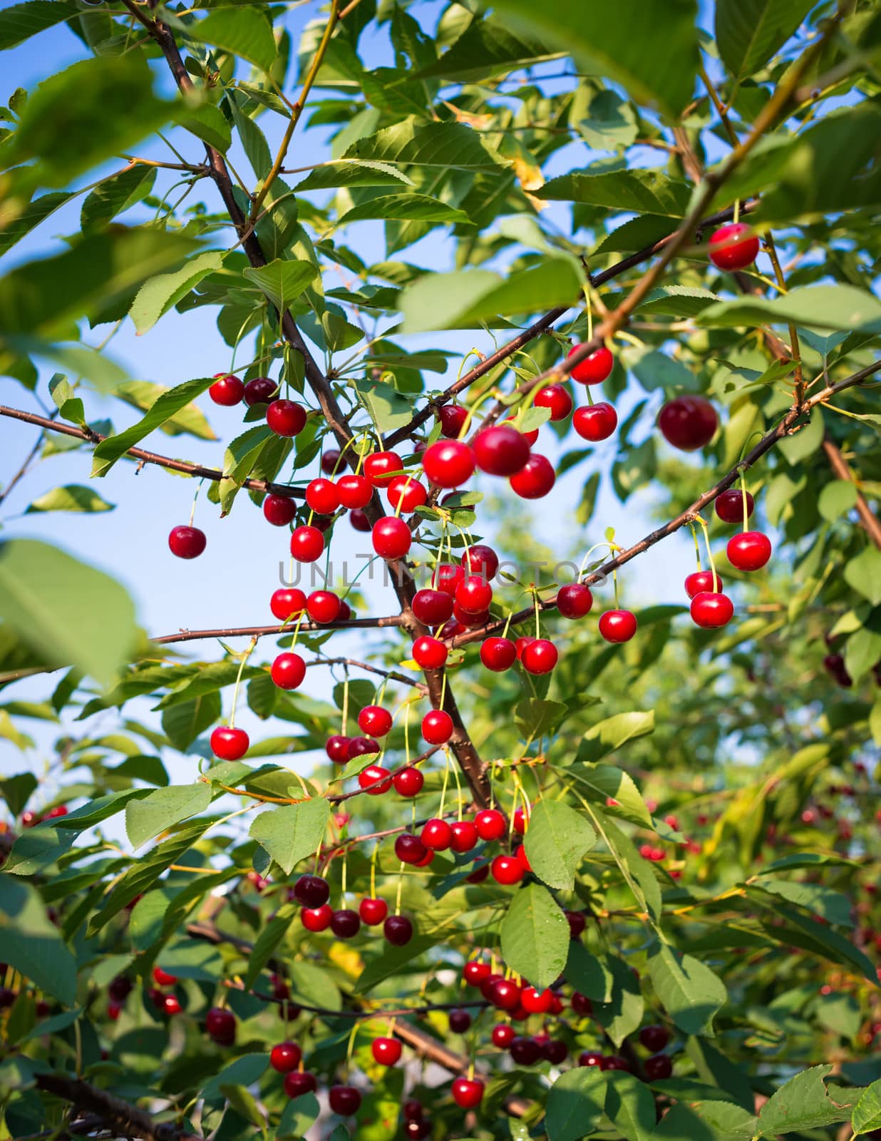 Sweet cherries hanging on the cherry tree branch