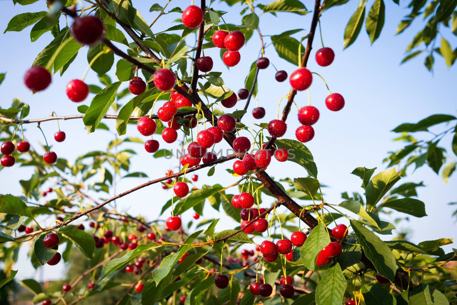 Sweet cherries with water drops hanging on the cherry tree branch