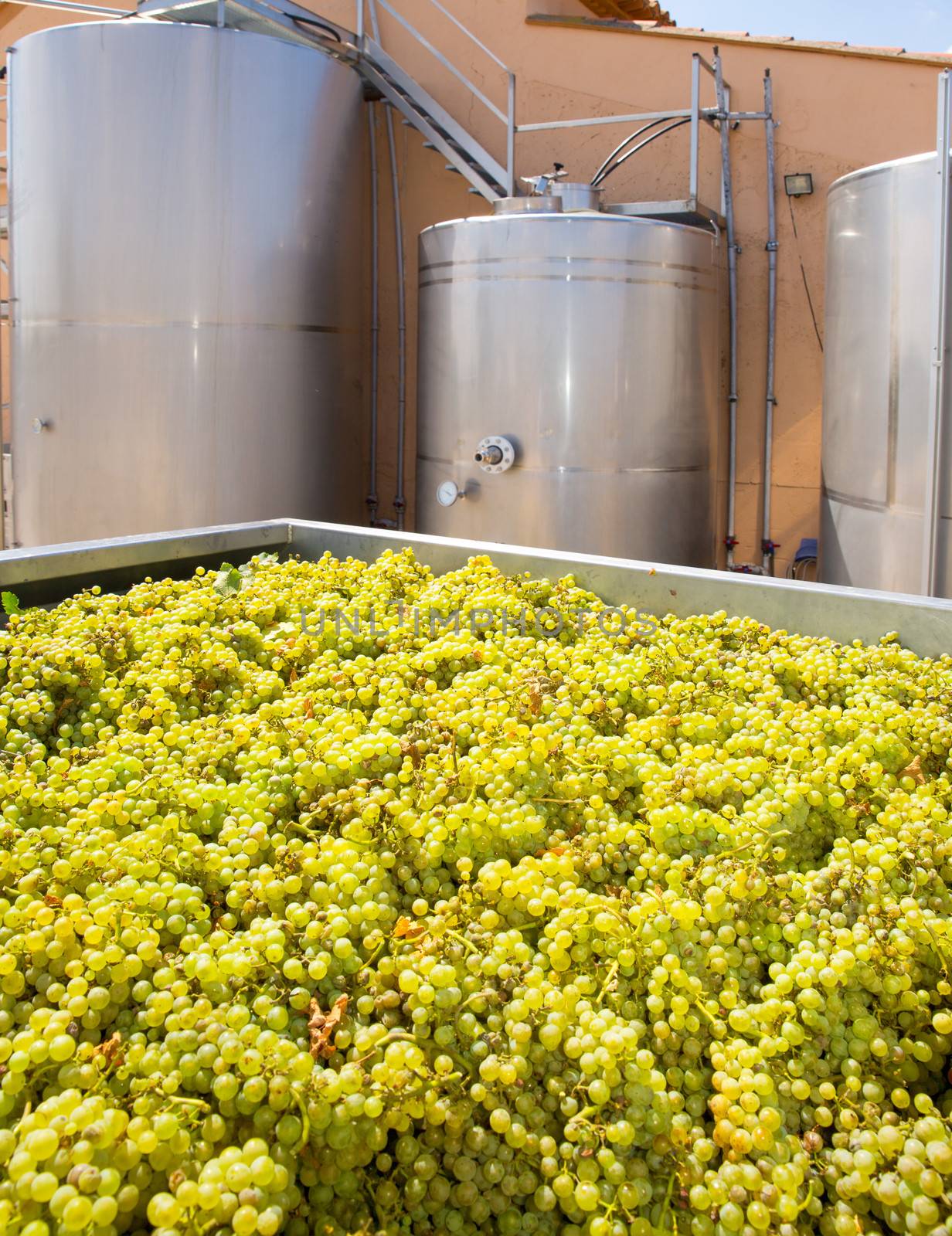 chardonnay winemaking with grapes and tanks by lunamarina