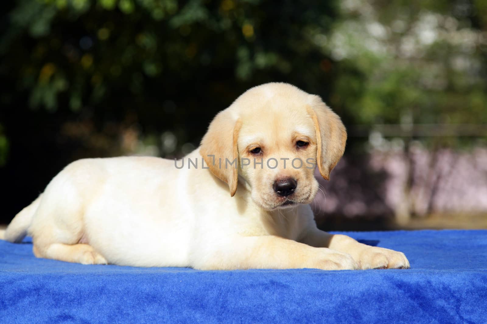 happy yellow labrador puppy laying on the table 