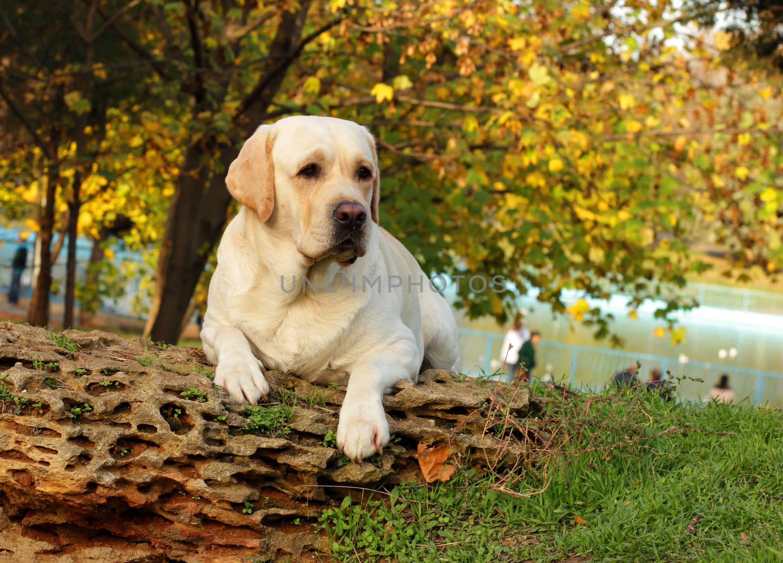 yellow labrador in the park in autumn