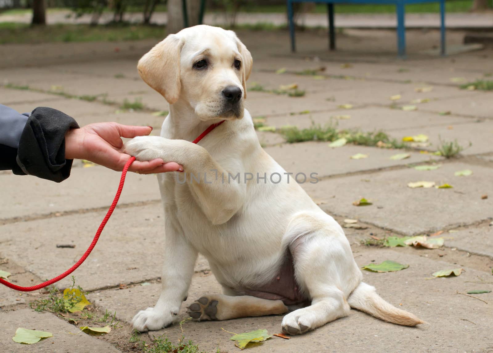 happy yellow labrador puppy giving a paw