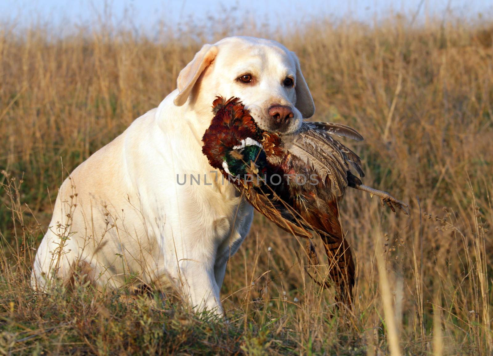 portrait of hunting yellow labrador with pheasant