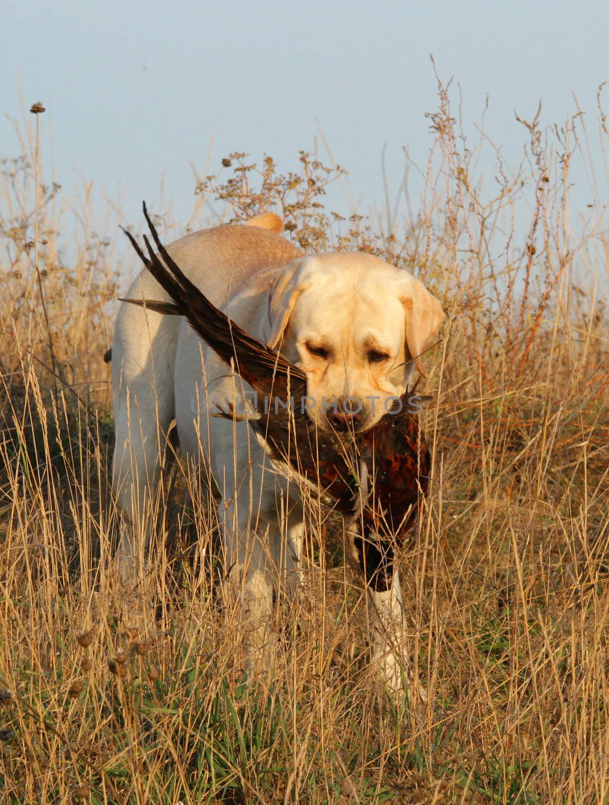 a hunting yellow labrador with a pheasant