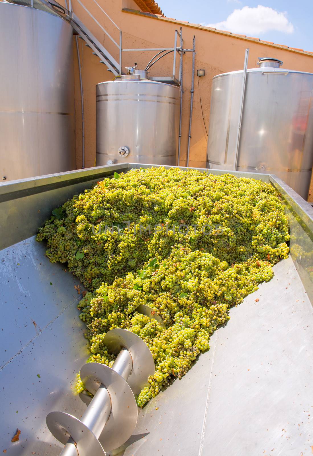 chardonnay corkscrew crusher destemmer in winemaking with grapes