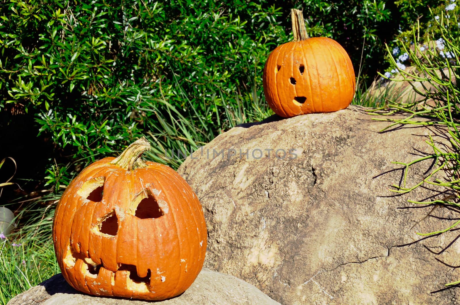 Two jack-o-lanterns on the rocks by jackie@debuskphoto.com