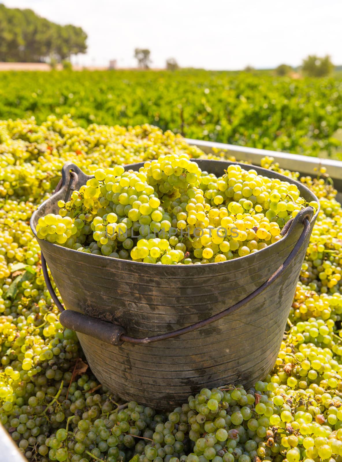 chardonnay harvesting with wine grapes harvest by lunamarina