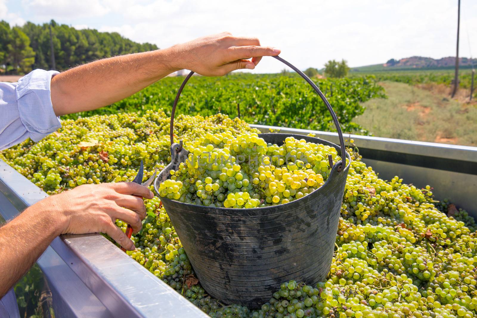 chardonnay harvesting with wine grapes harvest by lunamarina