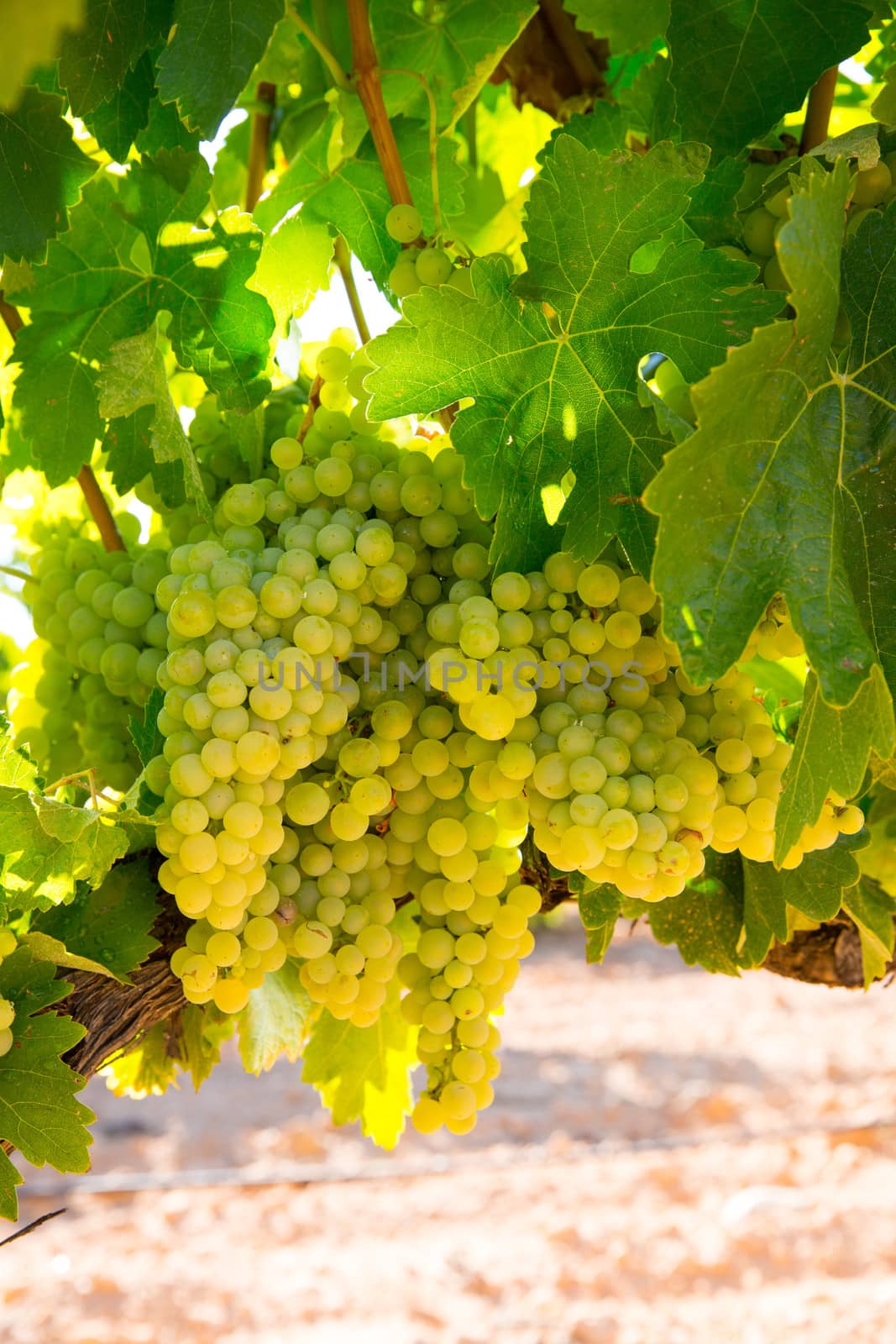 chardonnay Wine grapes in vineyard raw ready for harvest by lunamarina