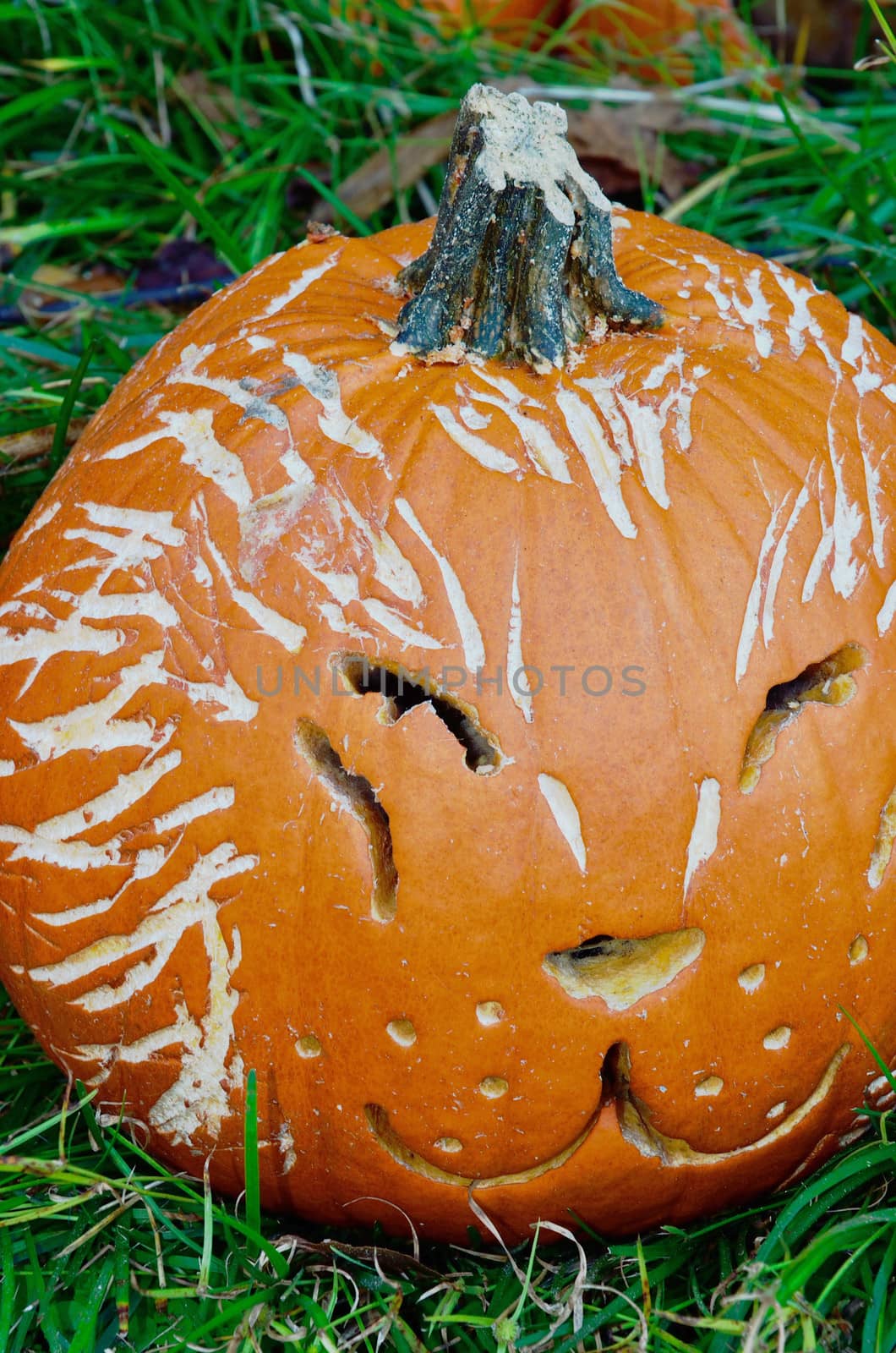 A pumpkin carved and etched to look like a cat