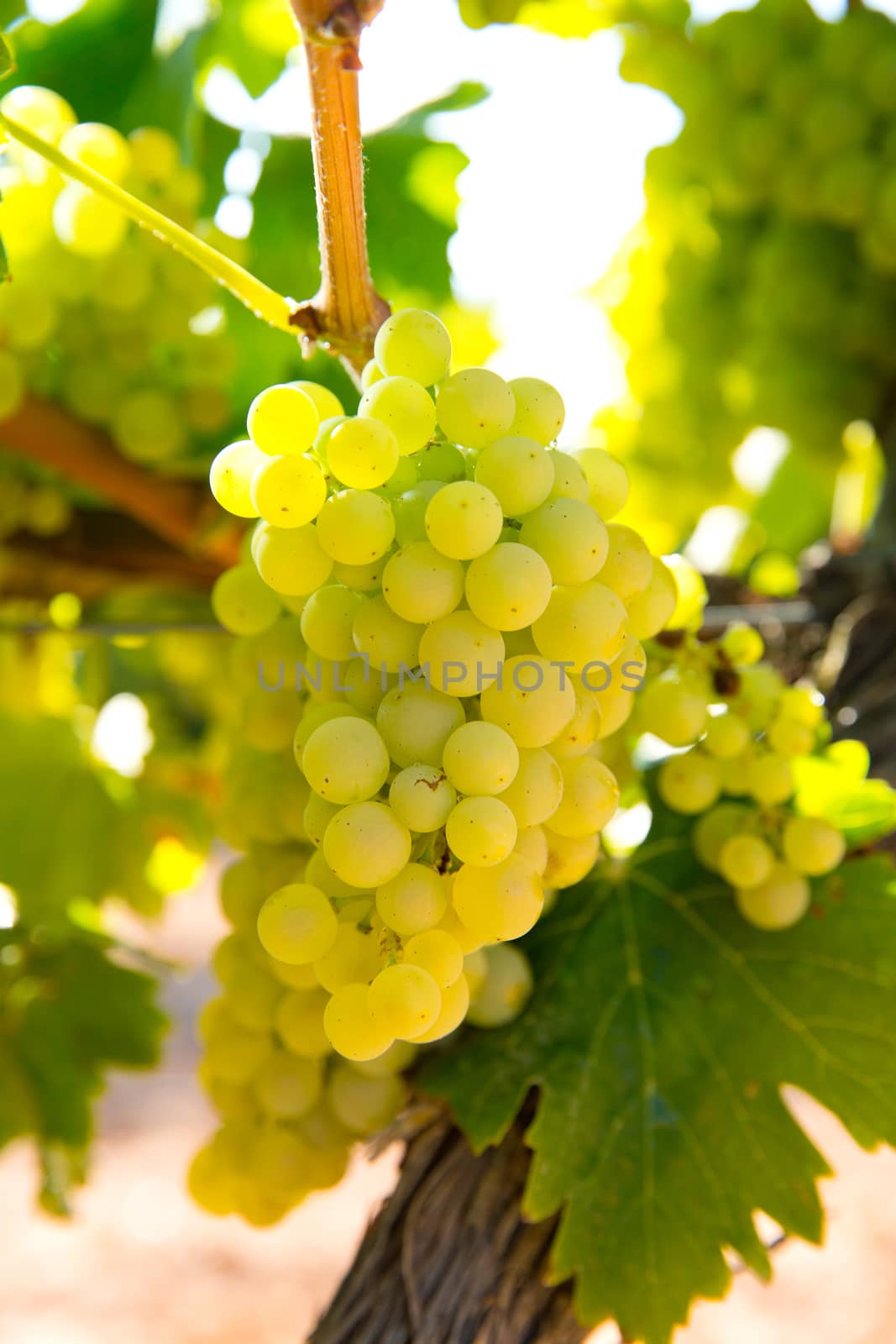 chardonnay Wine grapes in vineyard raw ready for harvest in Mediterranean