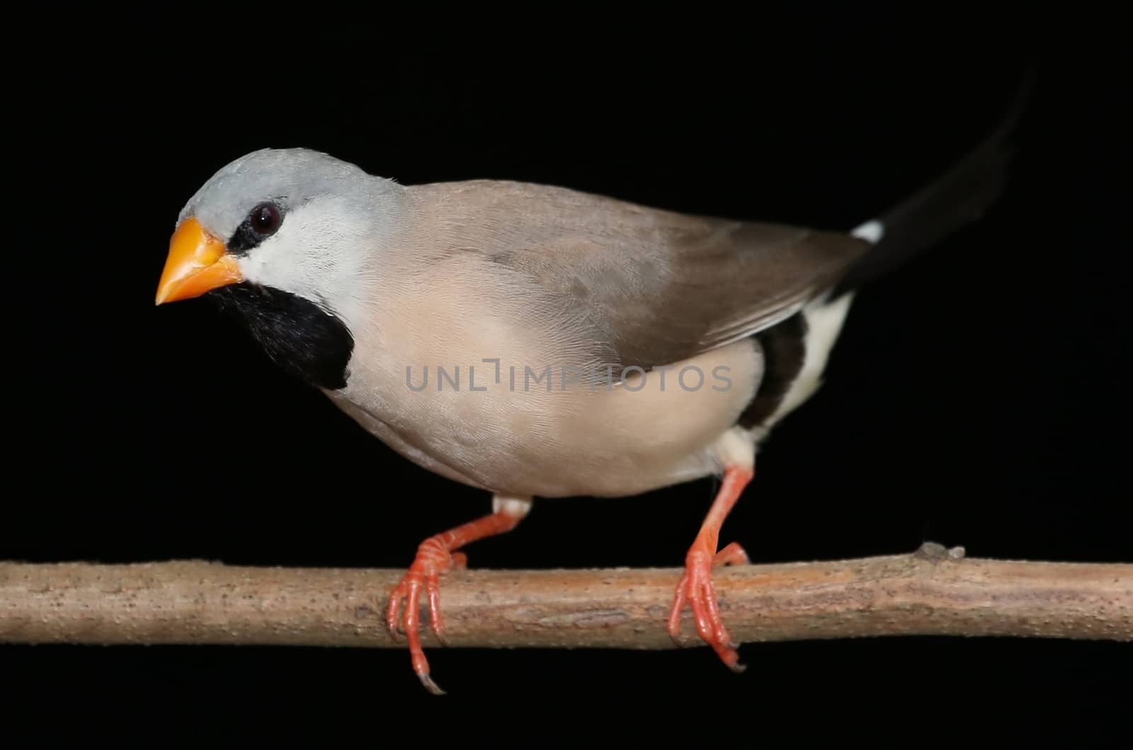 Inquisitive Heck's Grassfich bird with orange beak and black bib