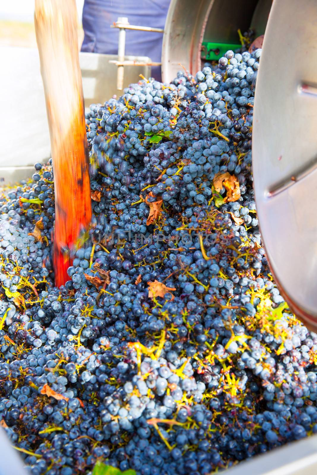 corkscrew crusher destemmer in winemaking with cabernet sauvignon grapes