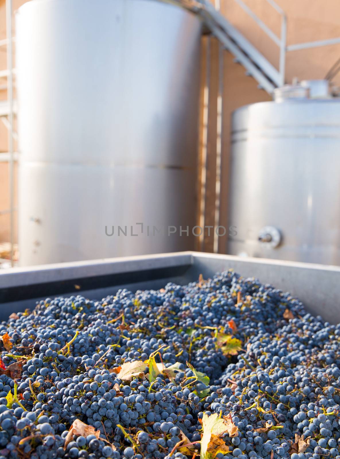 cabernet sauvignon vinemaking with grapes and Fermentation stainless steel tanks vessels