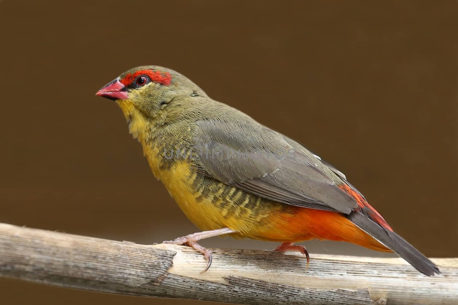 Small and beautiful Orange-Breasted Waxbill bird from Southern Africa
