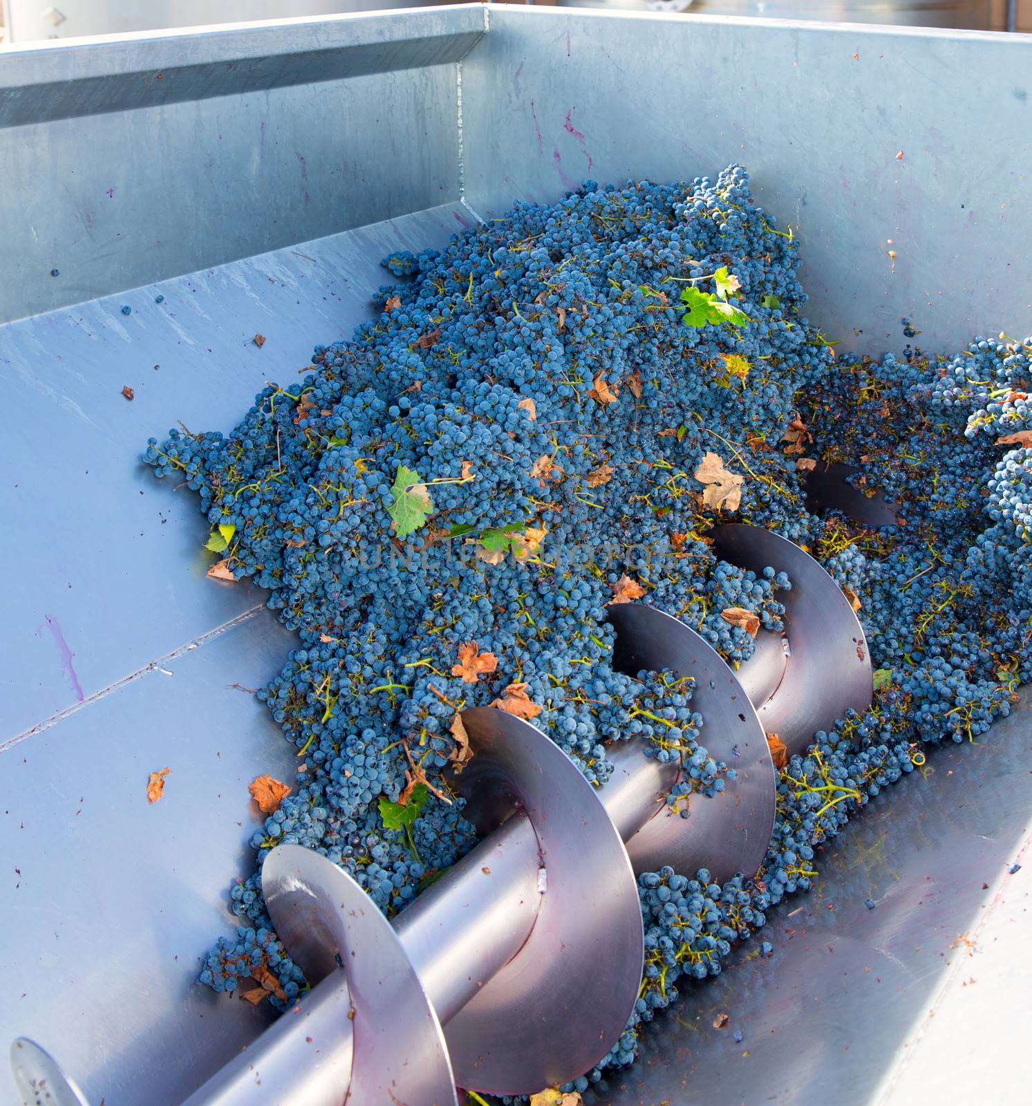 corkscrew crusher destemmer in winemaking with cabernet sauvignon grapes