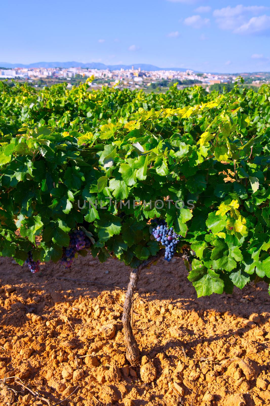 Requena in Valencia province a wine region of Spain from vineyard view