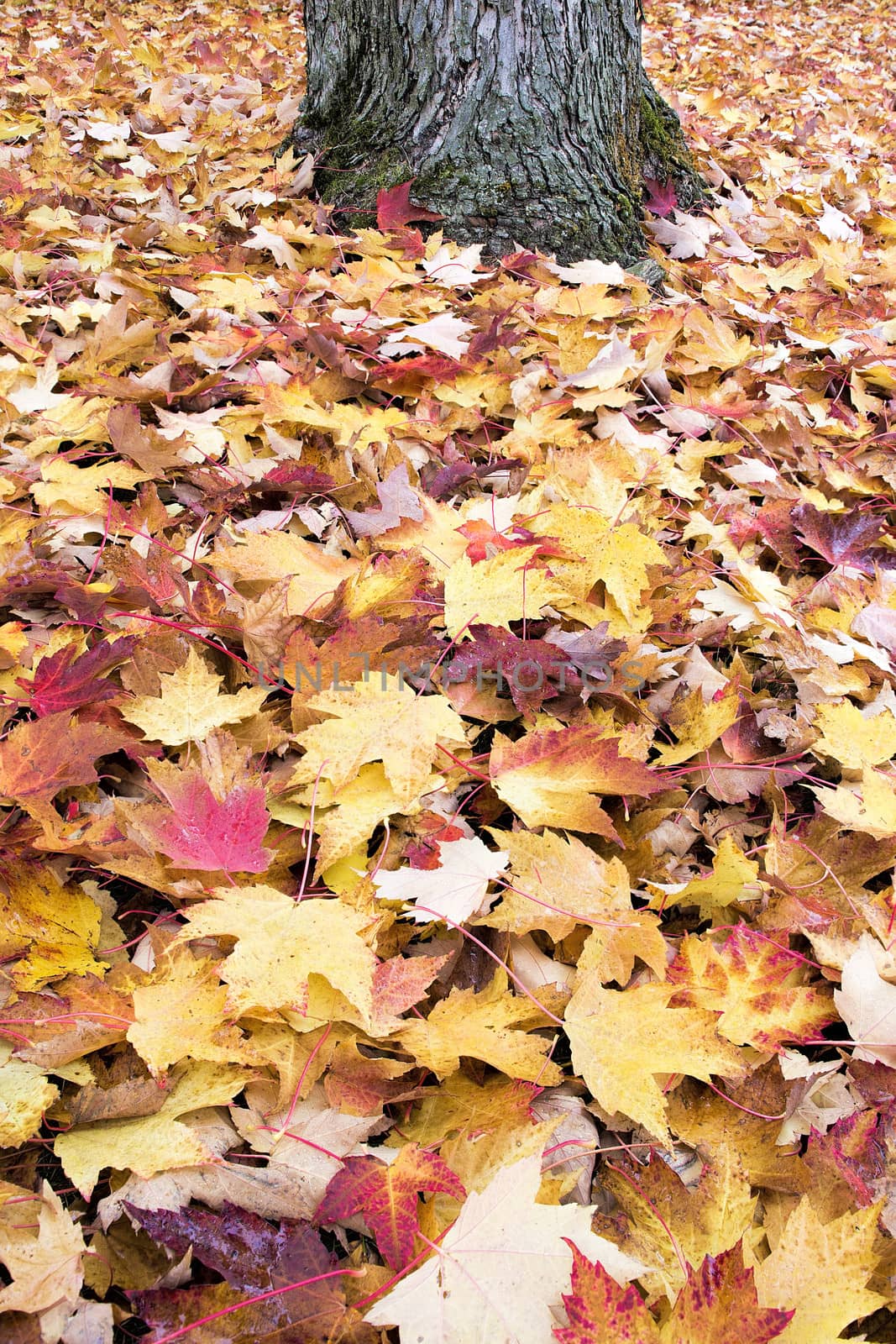 Fallen Large Maple Tree Red and Yellow Leaves by Tree Trunk Piled Up on Backyard Ground in Autumn Background