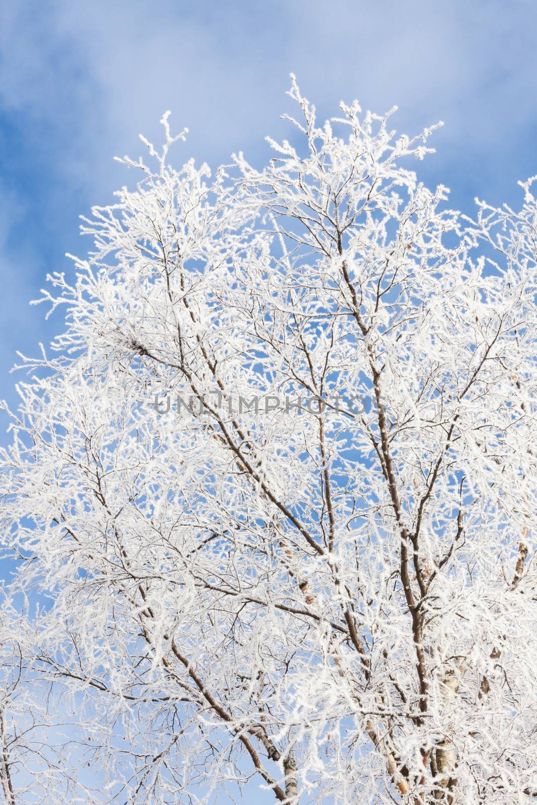 Frost covered tree by juhku