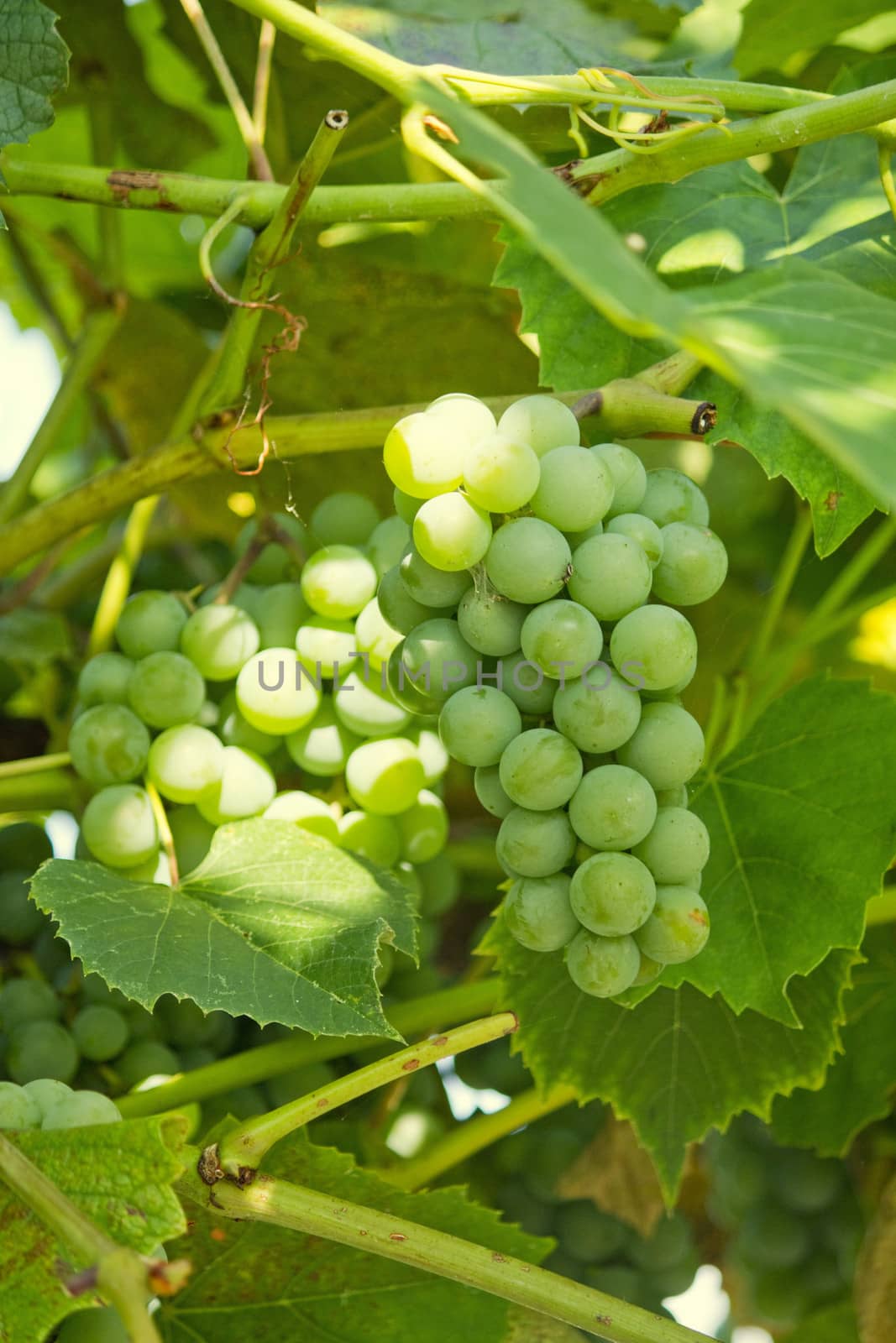 Green grapes