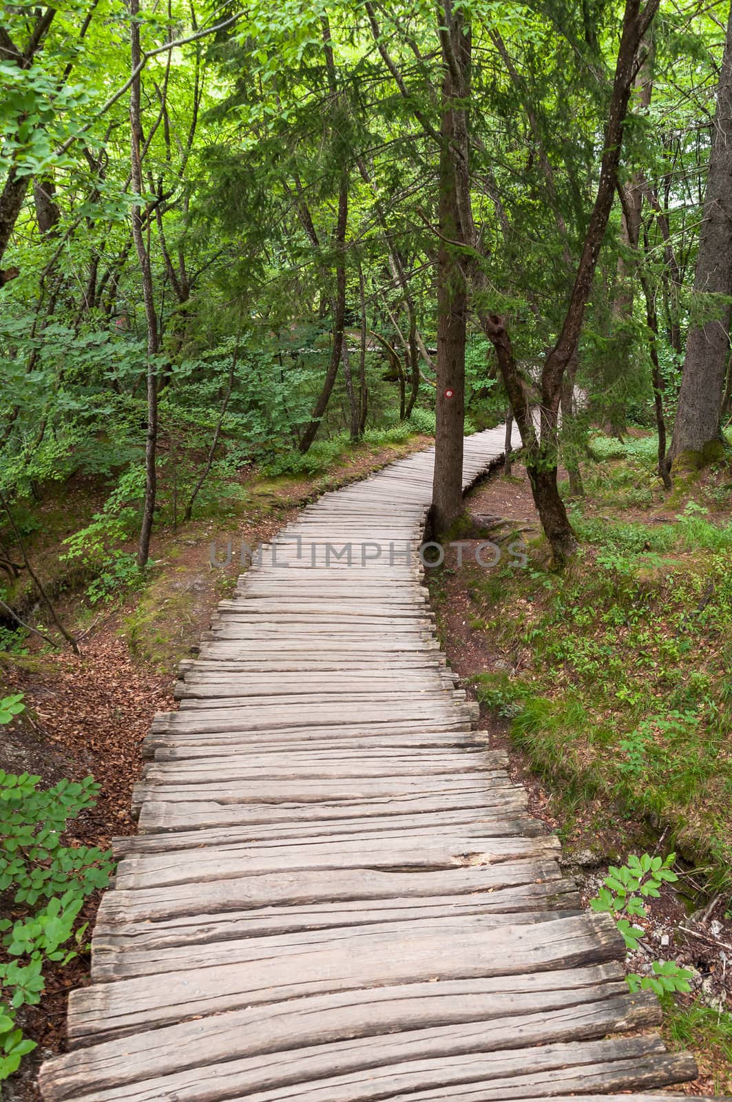 Wooden footpath in a forest, Plitvice Lakes National Park
