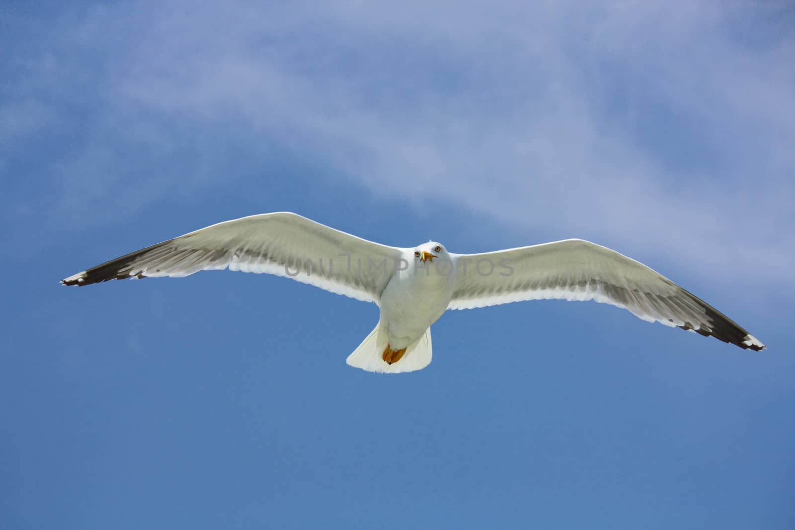 seagull in the blue sky