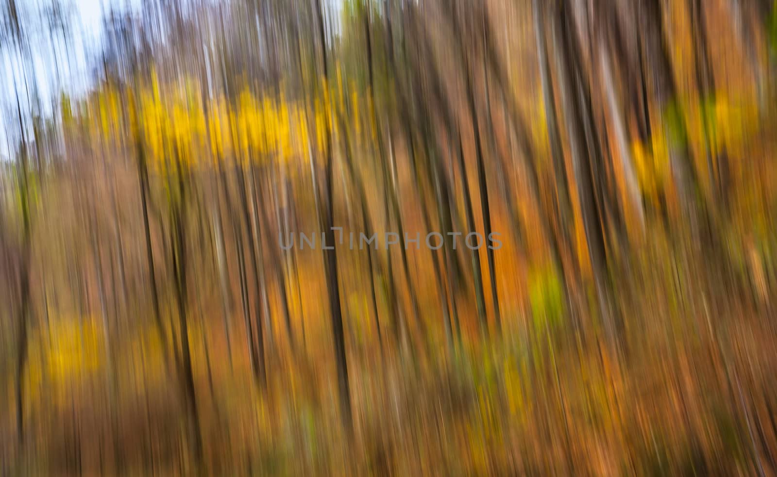Abstract image of trees in an autumn forest. Intentional motion blur