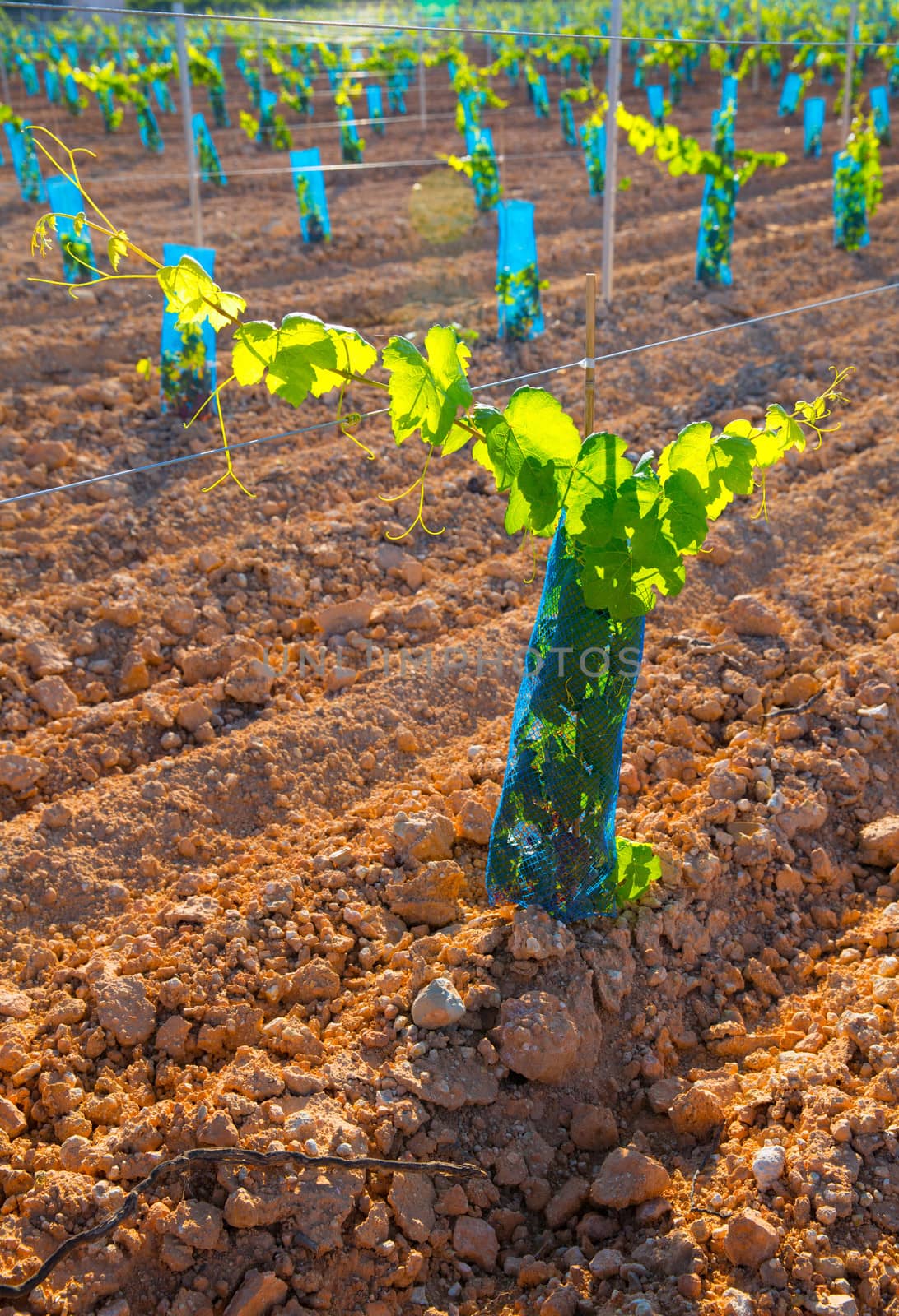 Vineyard sprouts baby grape vines in a row in mediterranean