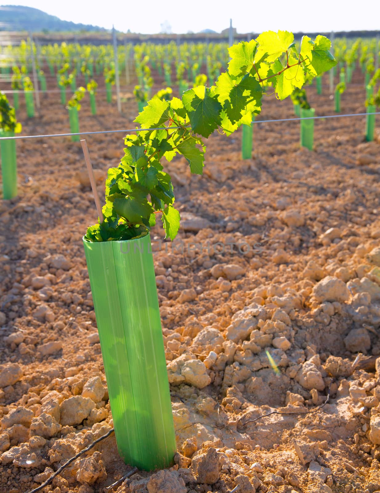 Vineyard sprouts baby grape vines in a row in mediterranean