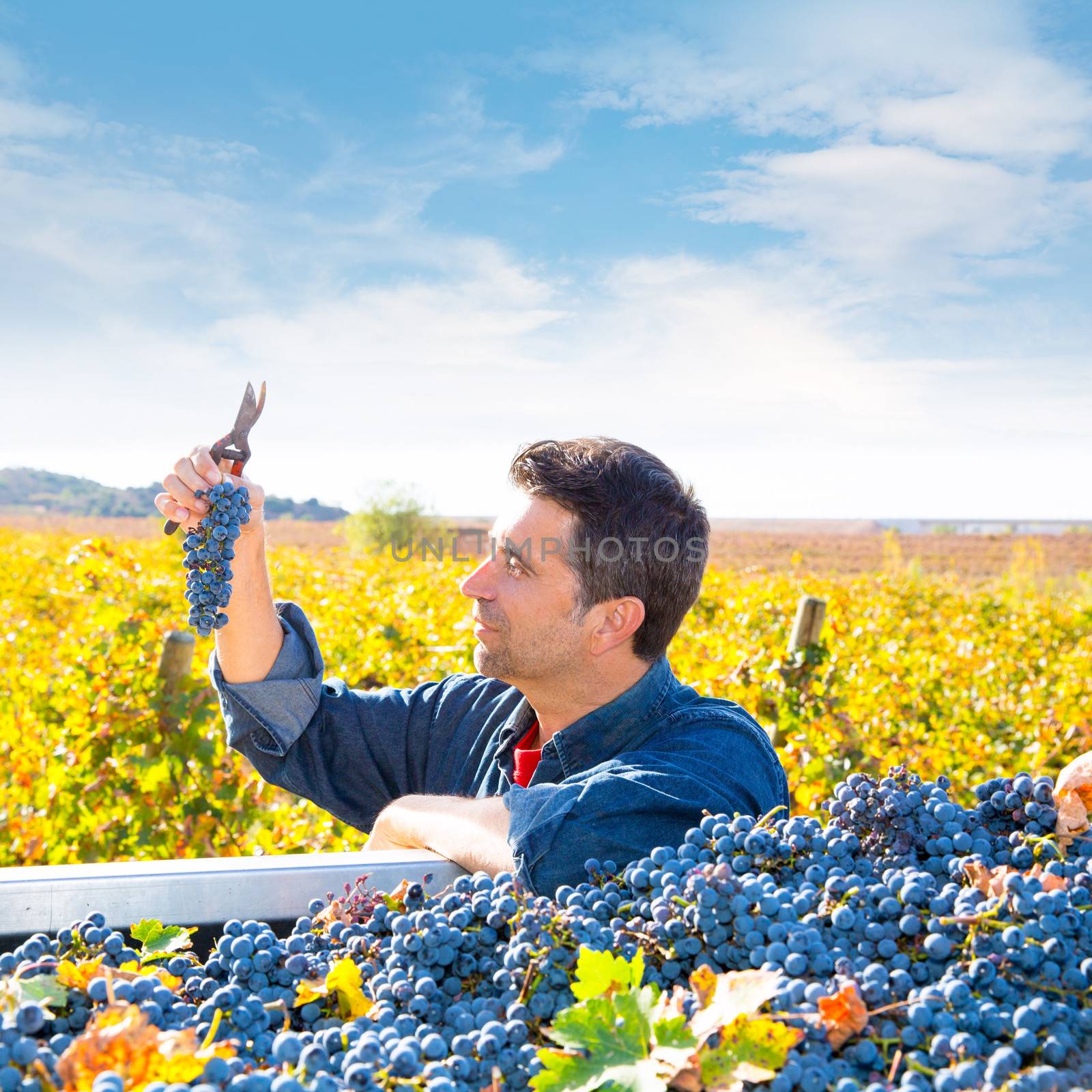 Mediterranean vineyard harvest farmer farming cabernet sauvignon grape field in Spain