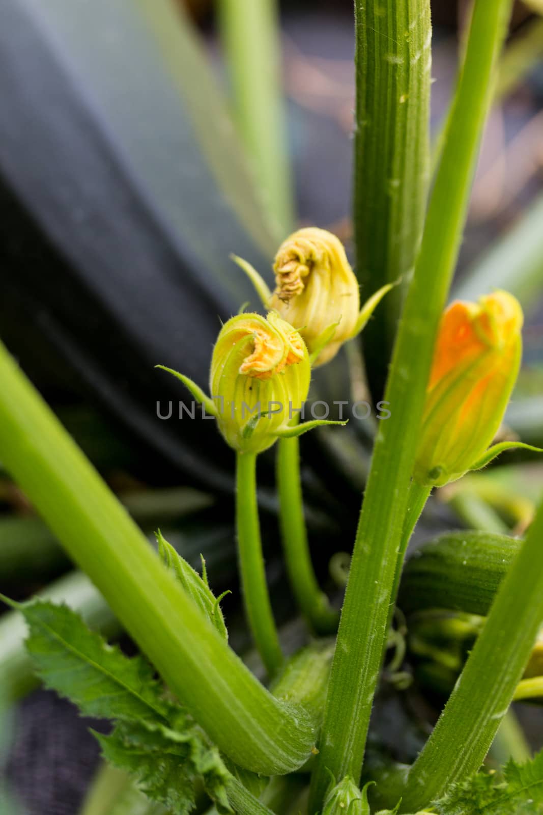 Courgette flowers