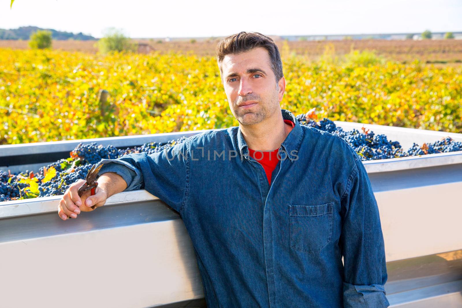 Mediterranean vineyard farmer harvest cabernet sauvignon by lunamarina