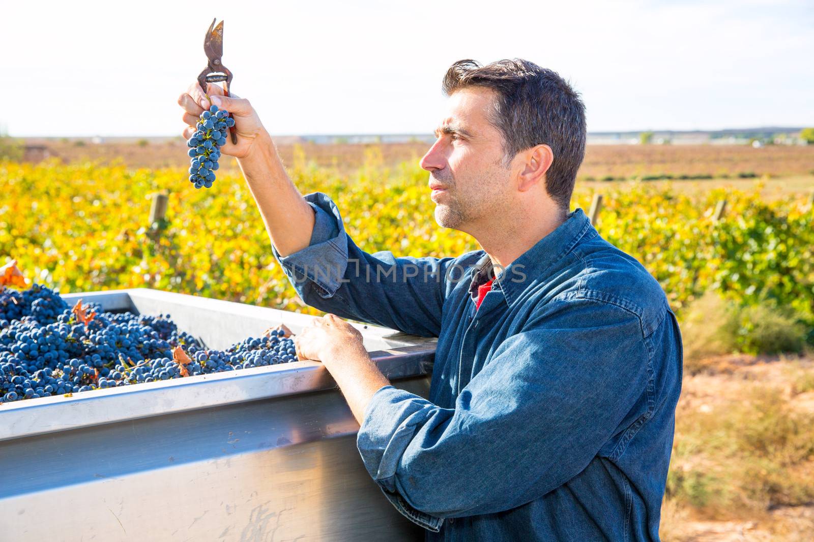 Mediterranean vineyard harvest farmer farming cabernet sauvignon grape field in Spain