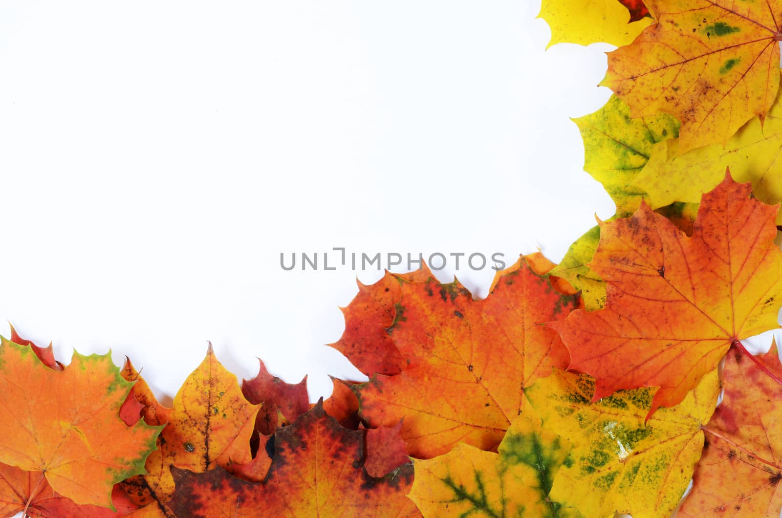 autumn leaves with space for your text