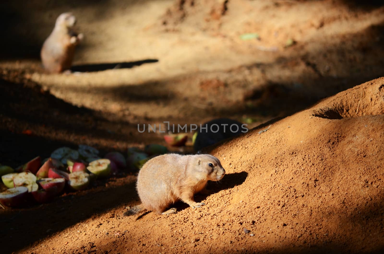 groundhog