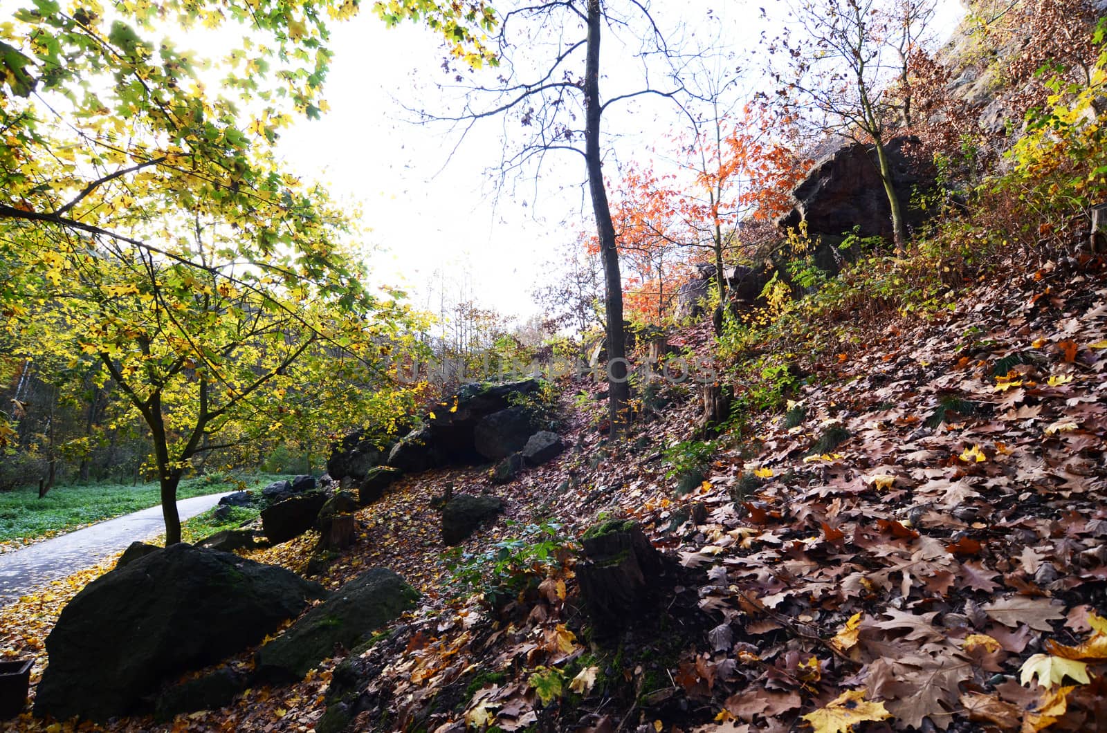 Wild Sarka, Prague