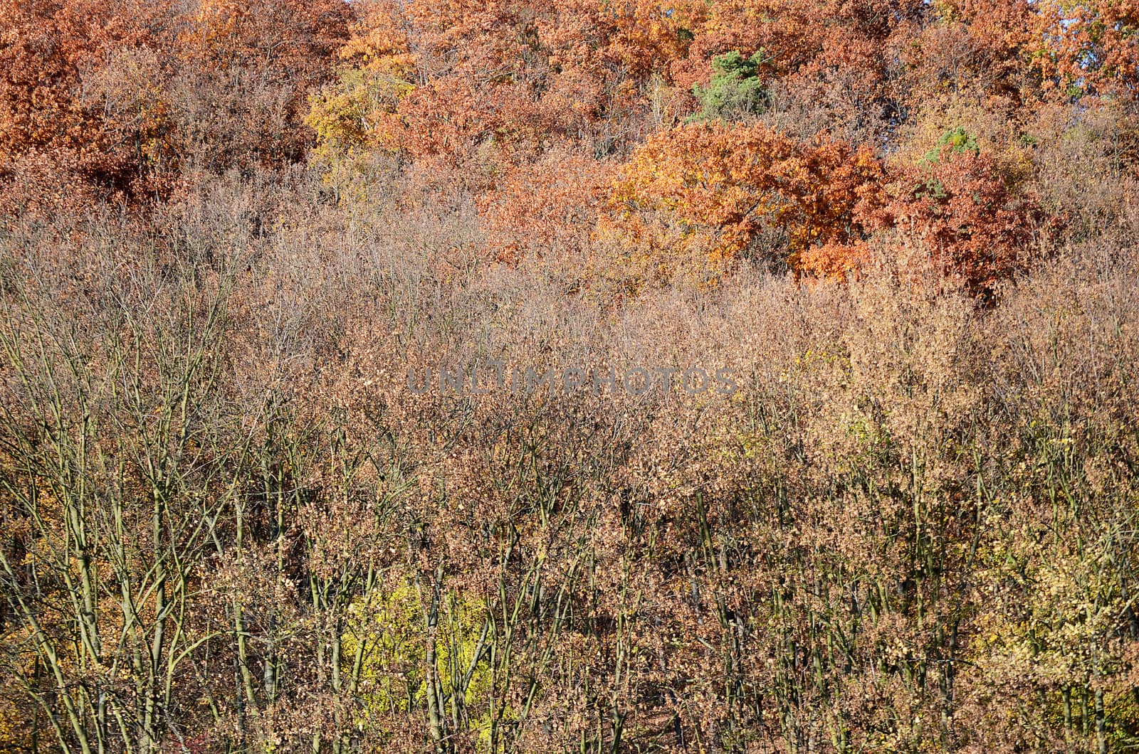 autumn forest